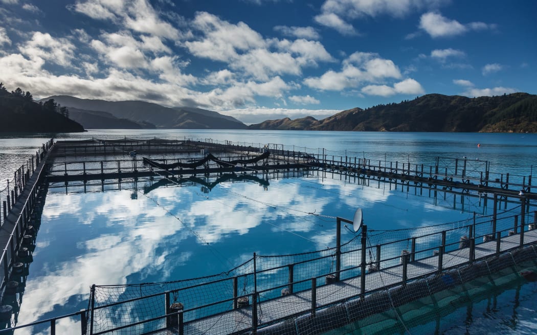 A NZ King Salmon farm in the Tory Channel.