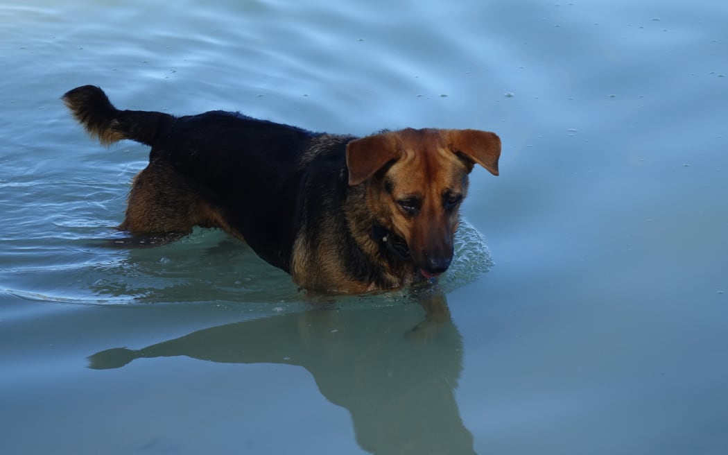 Shadow is walked by his owner Graham Taylor daily along Rarotonga's Muri lagoon whose noticed huge change over the years