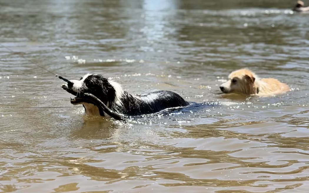 If there is going to be a game of fetch for Swoops and Bundy, it will have to be in the water today.