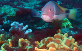 Scarlett Wrasse were the second-most numerous fish, found among the 39 separate species of sponges.