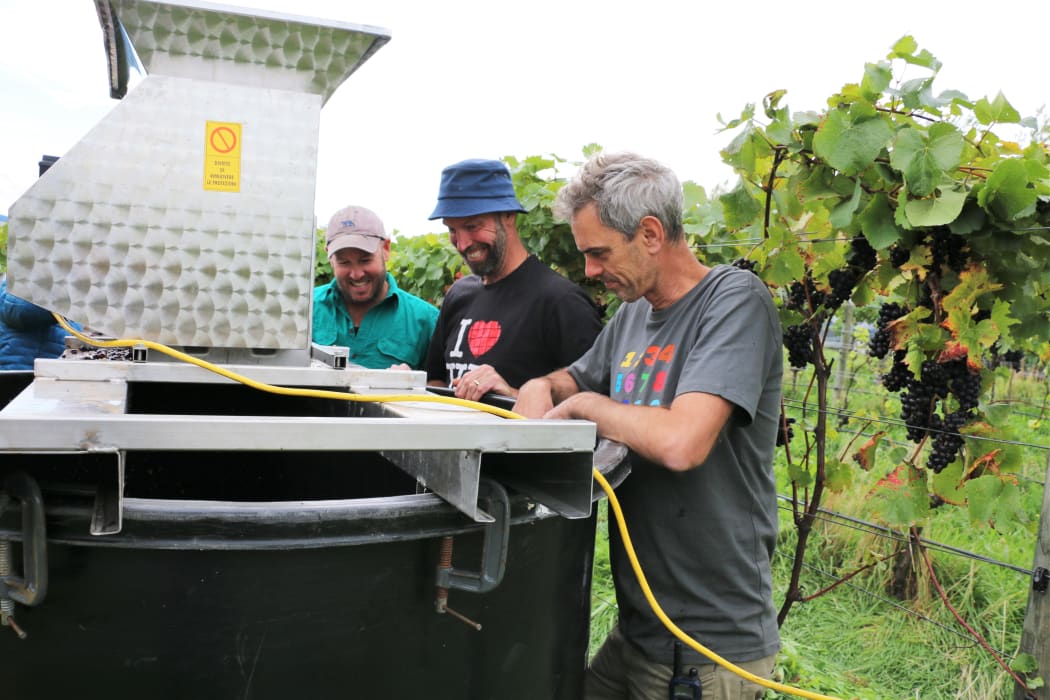 Vineyard ferment at Greystone Wines