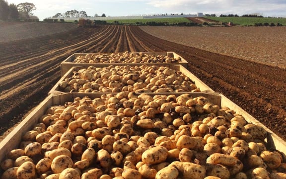 Harvested potatoes from Bhana Family Farms.