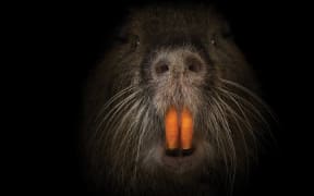 Swamp Rat from movie poster for "Rodents of Unusual Size"