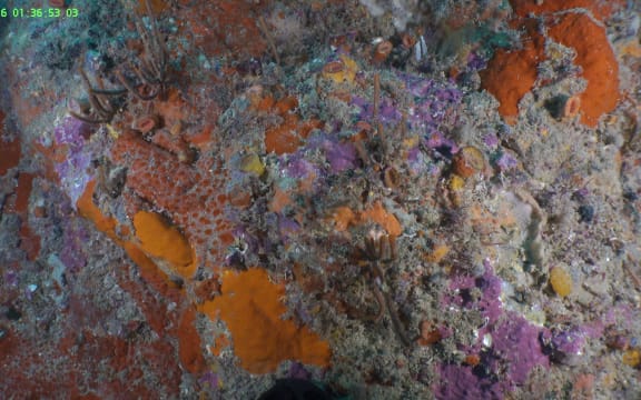 Different colours and textures of sea sponge on the seafloor.