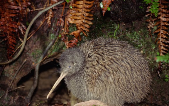 Kiwi are returning to Auckland's Hunua Ranges