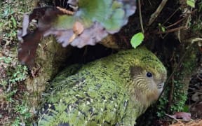 Image of a large green kakapo bird roosting on the forest floor.