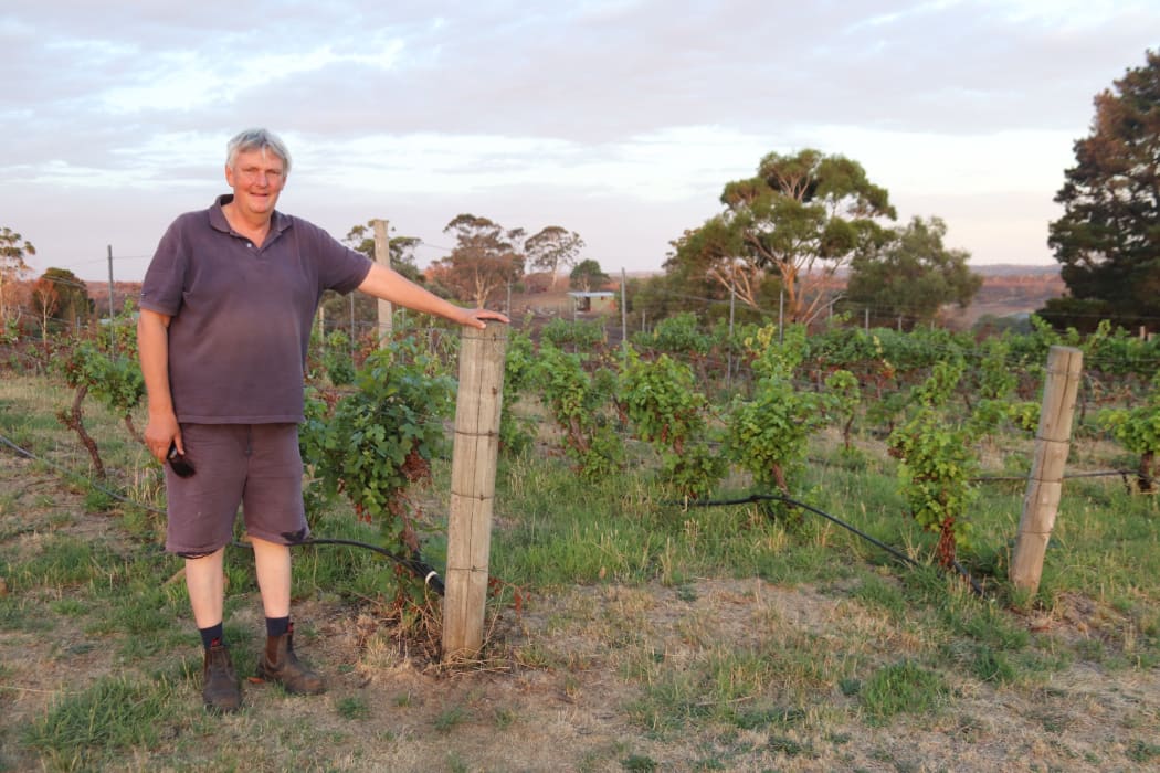 New growth appearing on the vines at Tilbrook Estate, six weeks after the Adelaide Hills fire