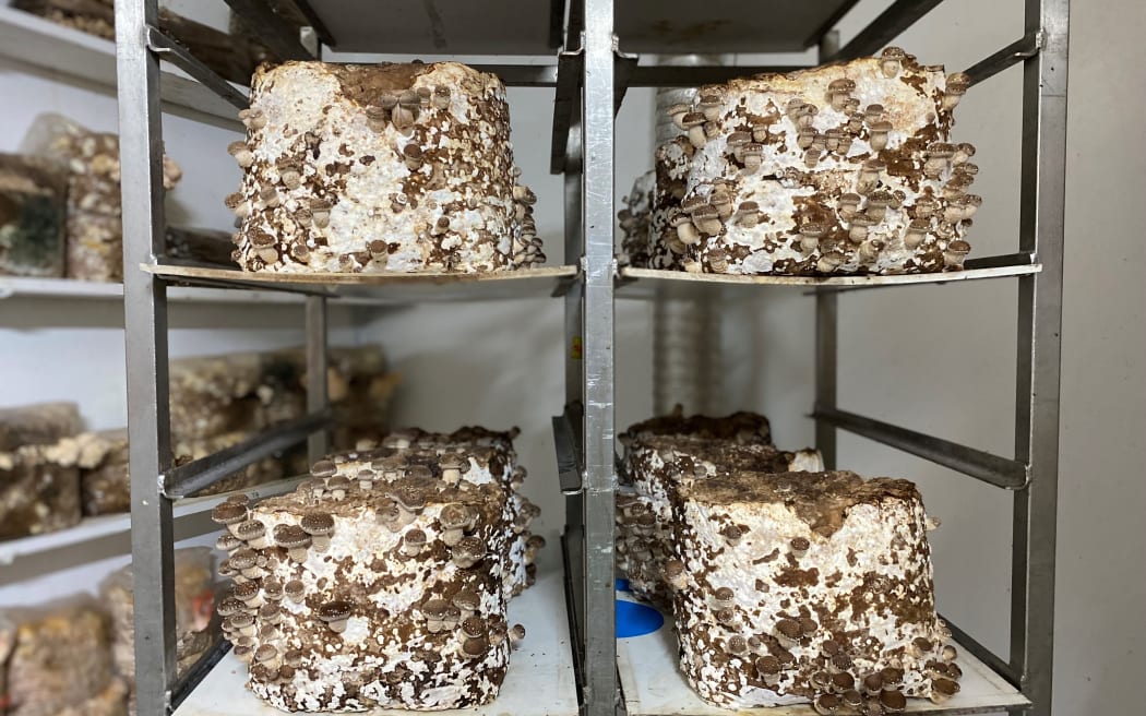 Shiitake mushrooms grow outside of the grow bag in the fruiting chamber.