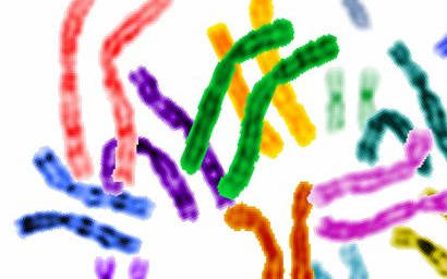 The human genome