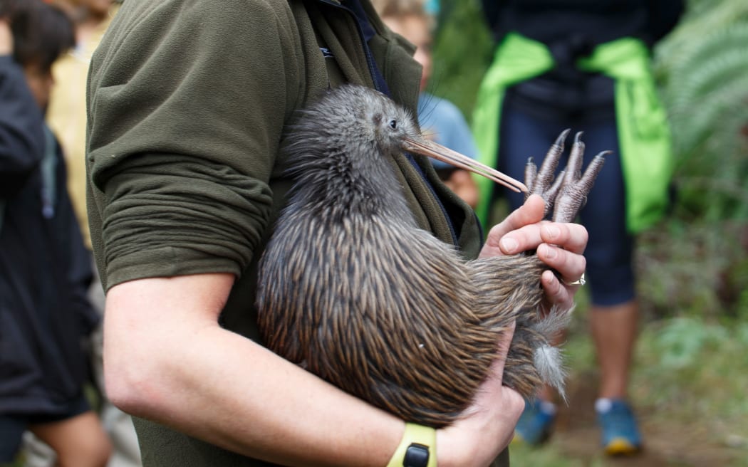 one of 6 kiwi being released into Kaitake range in Te Papakura o Taranaki / Egmont National Park