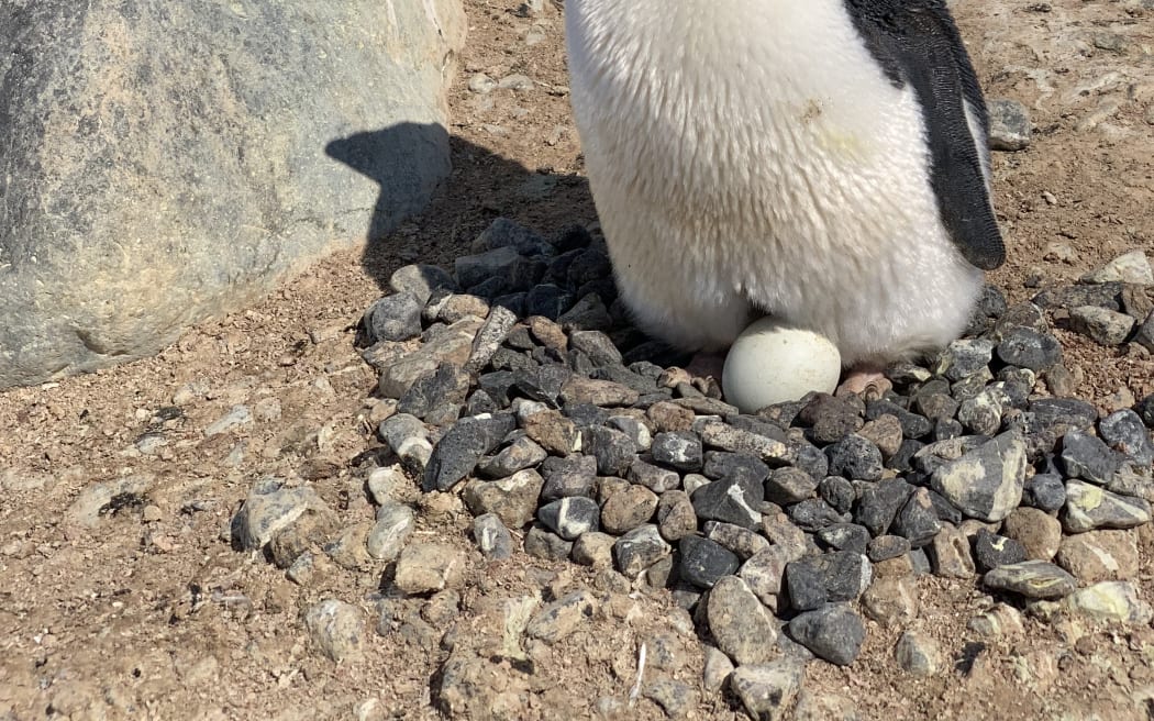 Nesting Adelie Penguin