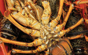 Lobster