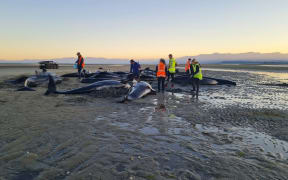 stranded whales jan