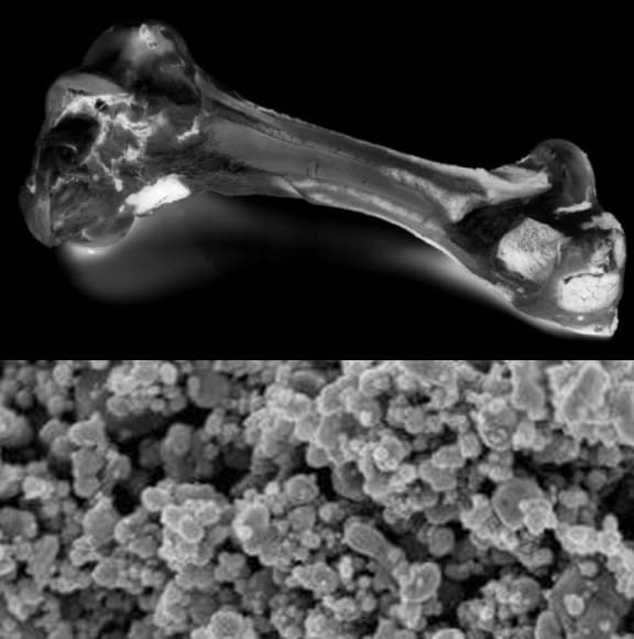 Beef bone and silver nanoparticles