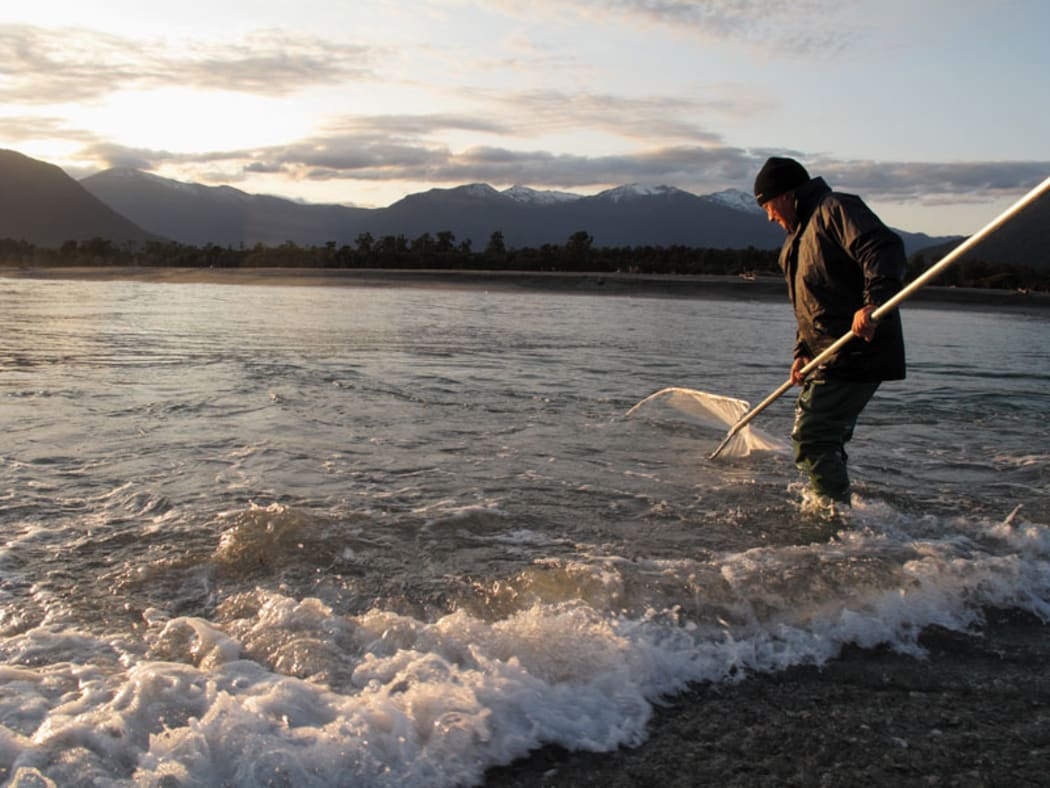 Whitebaiter on the Arawhata River, South Westland.