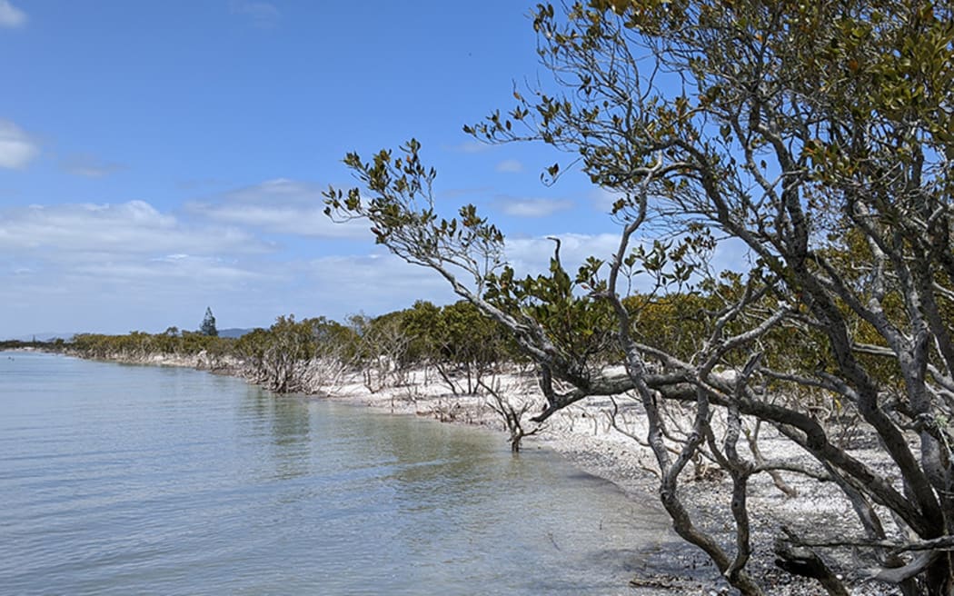 Mangrovews