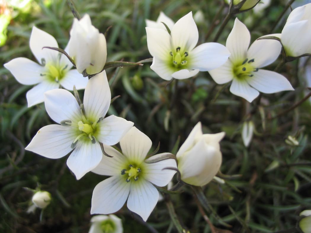 Gentianella calcis subspecies calcis. at Awahokomo in the Waitaki valley.