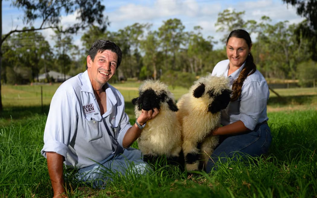 Ray Norris and Rachael Moon are among a handful of Queenslanders breeding Valais blacknose sheep.