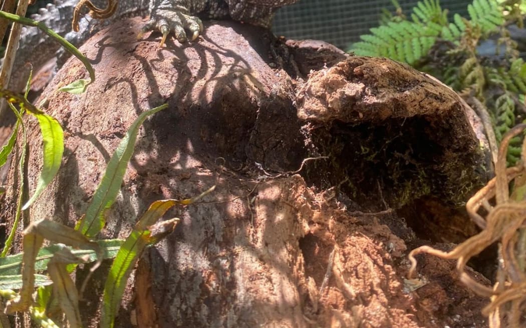 A tuatara from EcoWorld Aquarium in its new enclosure at Lochmara Lodge. The four rehomed tuatara will stay at Lochmara for at least two months before they are released into the Marlborough Sounds.