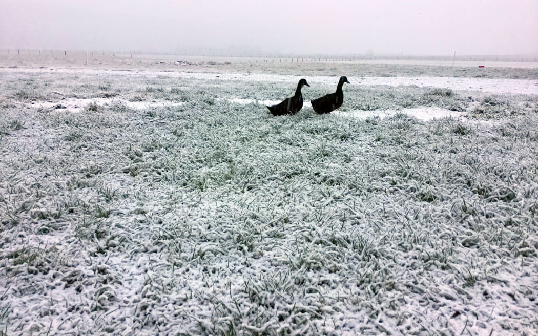 Snowy conditions at Fairlight in Central Otago.