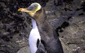 Hoiho/yellow eyed penguins.