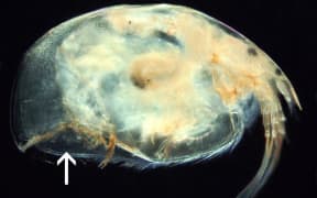 Daphnia is a small crustacean that is part of the zooplankton of freshwater lakes.