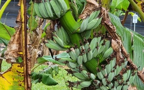 Blue Java Banana