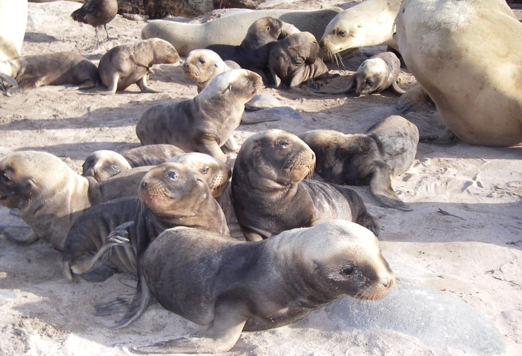 New Zealand sea lion pups