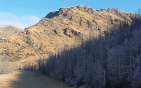 Wilding pines near Queenstown.
