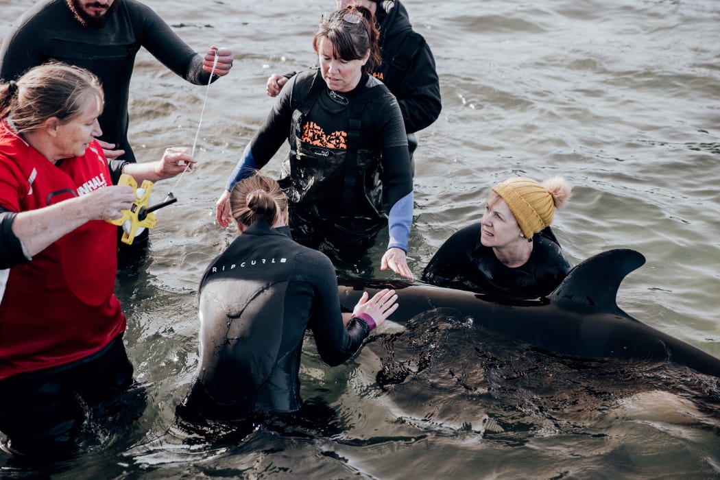 Rescuers and volunteers take care of a stranded baby orca at Plimmerton, Wellington.