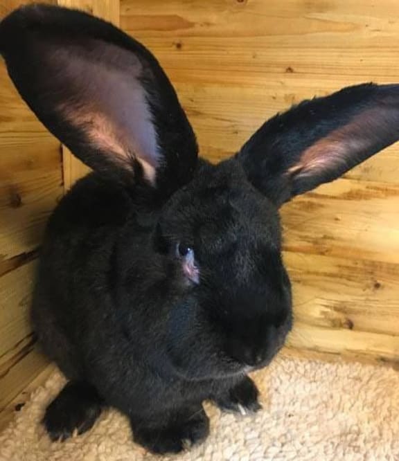 Simon the rabbit was on track to become the biggest bunny in the world, report UK media.