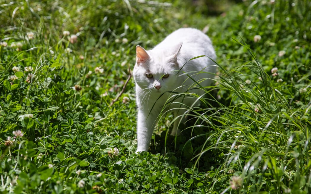 Kaikōura District Council will draft a new animal control bylaw with a section for cats. File photo
