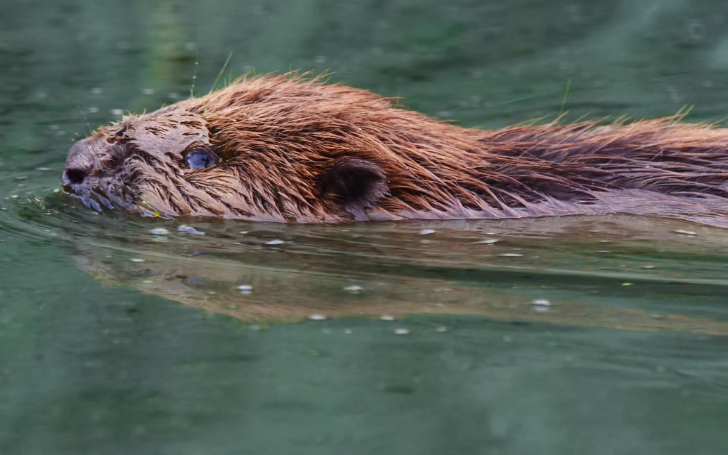 22 August 2022, Brandenburg, Trebbin: 22.08.2022, Trebbin. A young European beaver (Castor fiber) swims in a river near Trebbin in the morning sun. Beavers are strictly protected in Germany. Photo: Wolfram Steinberg/dpa Photo: Wolfram Steinberg/dpa (Photo by Wolfram STEINBERG / DPA / dpa Picture-Alliance via AFP)
