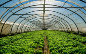 17968702 - young plants growing in a very large plant nursery in the france