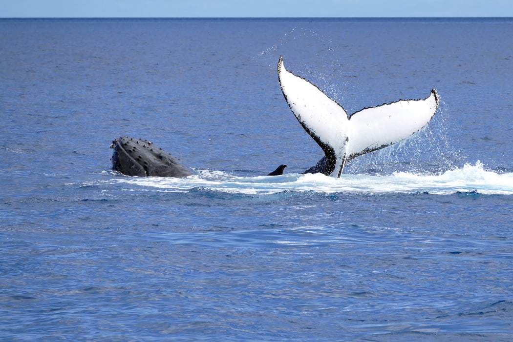 Humpback whale on the surface, Fraser Island, Australia.