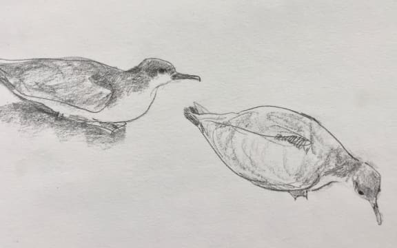 Buller's shearwaters sitting on the forest floor, sketched by Abby McBride