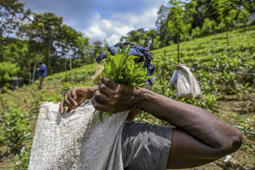 In this picture taken on July 31, 2021, a tea picker works on a plantation in the southern district of Ratnapura, Sri Lanka.
