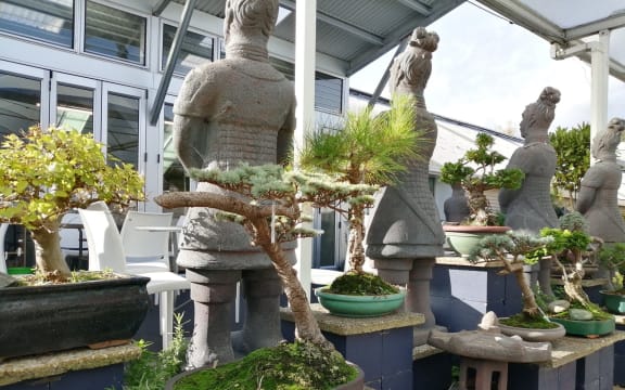 Some of the decades-old bonsai plants stolen from California Home and Garden.