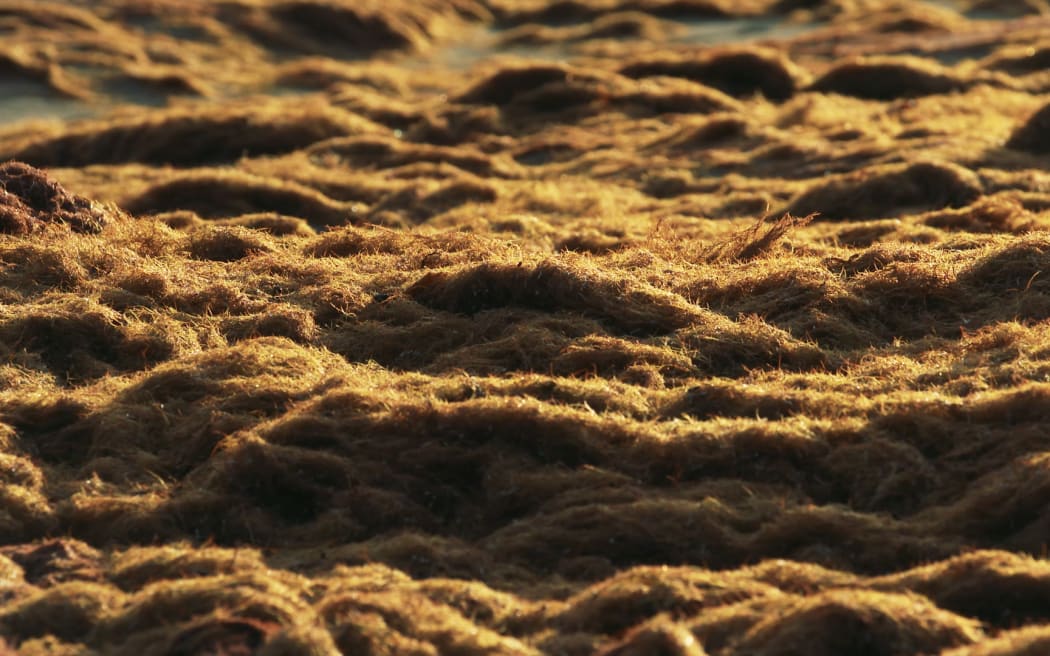 Red seaweed has blanketed Auckland beaches.