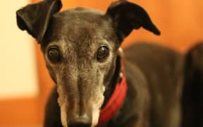 Lucy is a retired race dog