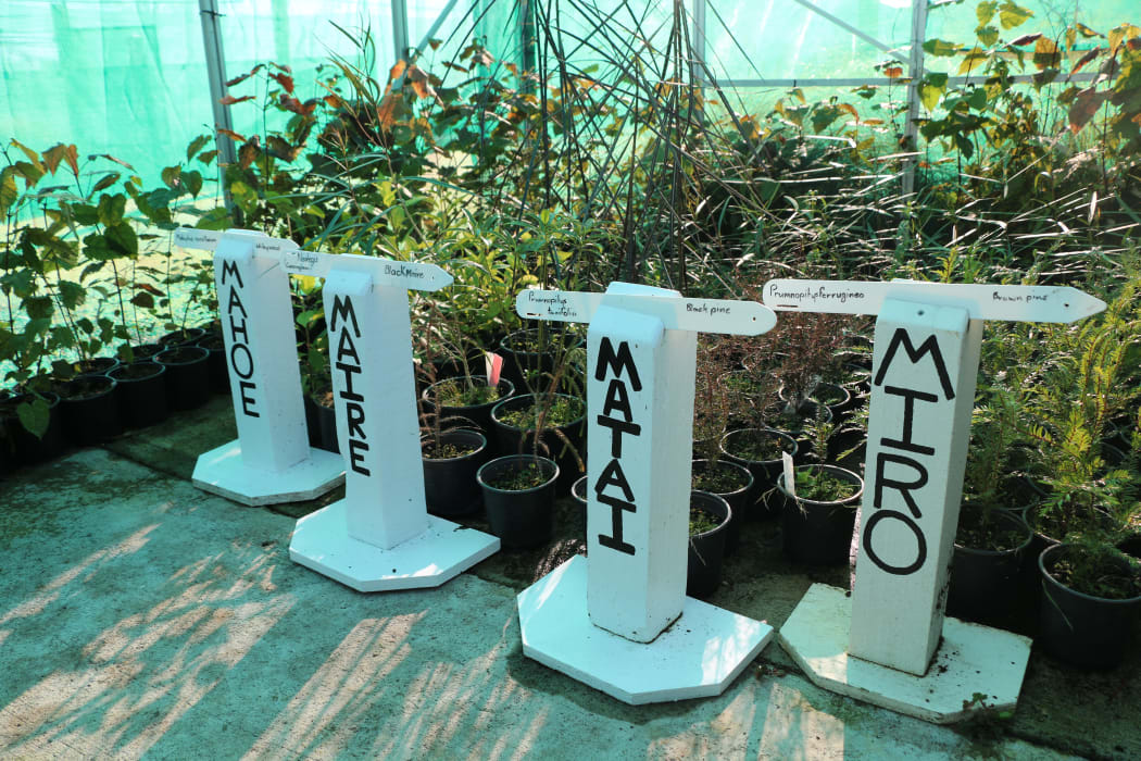 Trees at the nursery.