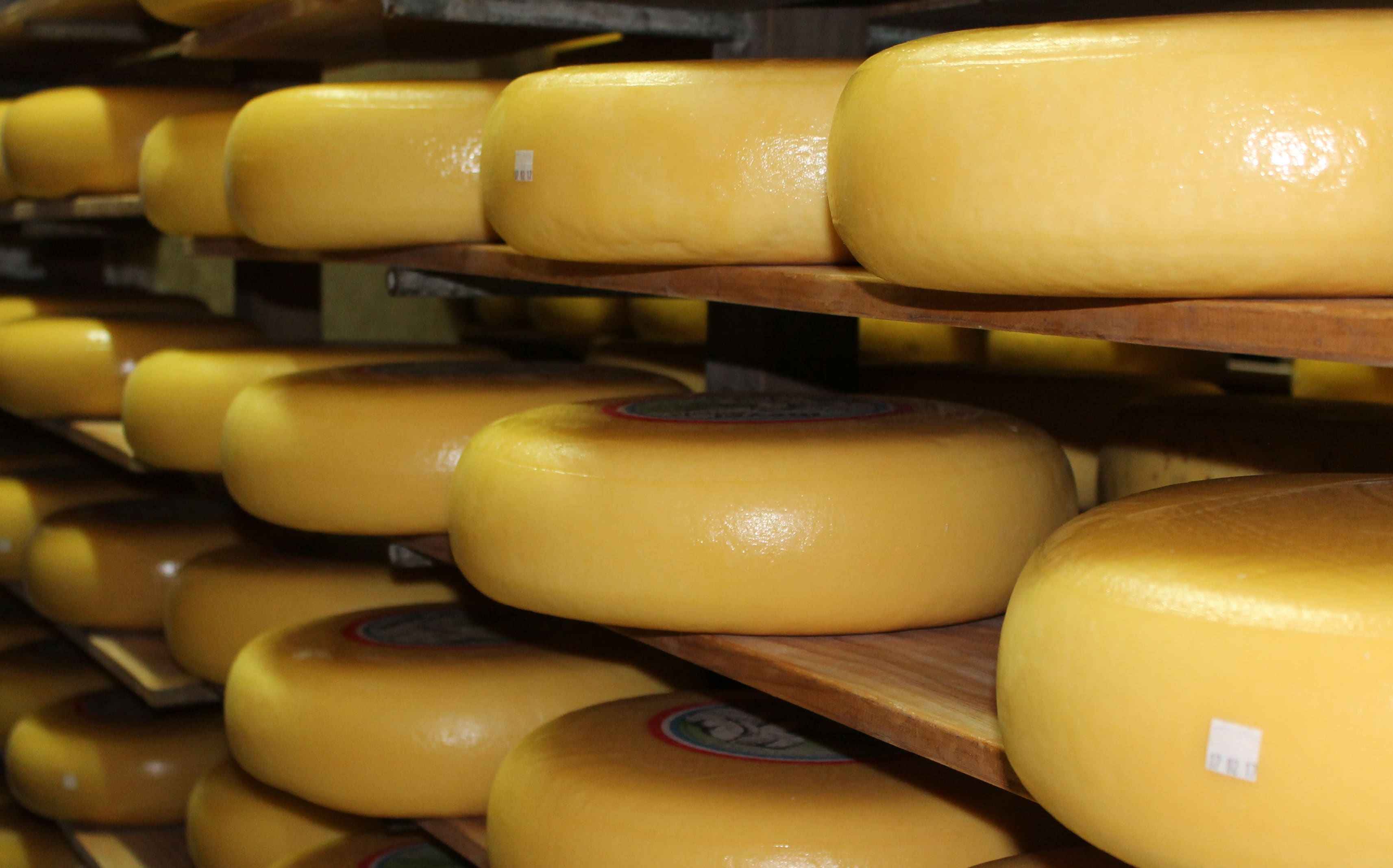 Dutch Cheese