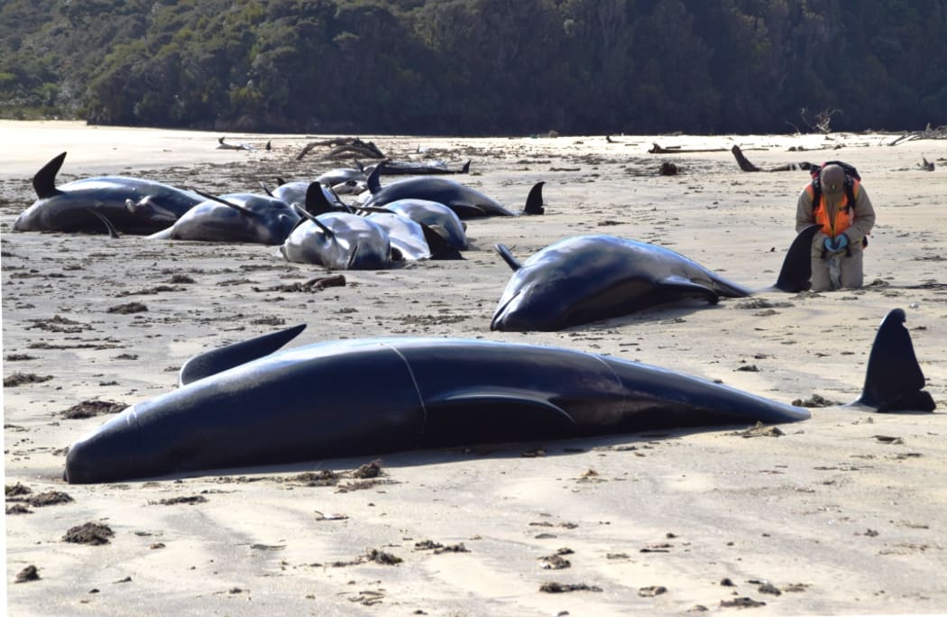 DOC ranger Phred Dobbins with the stranded whales at Doughboy Bay, Stewart Island.