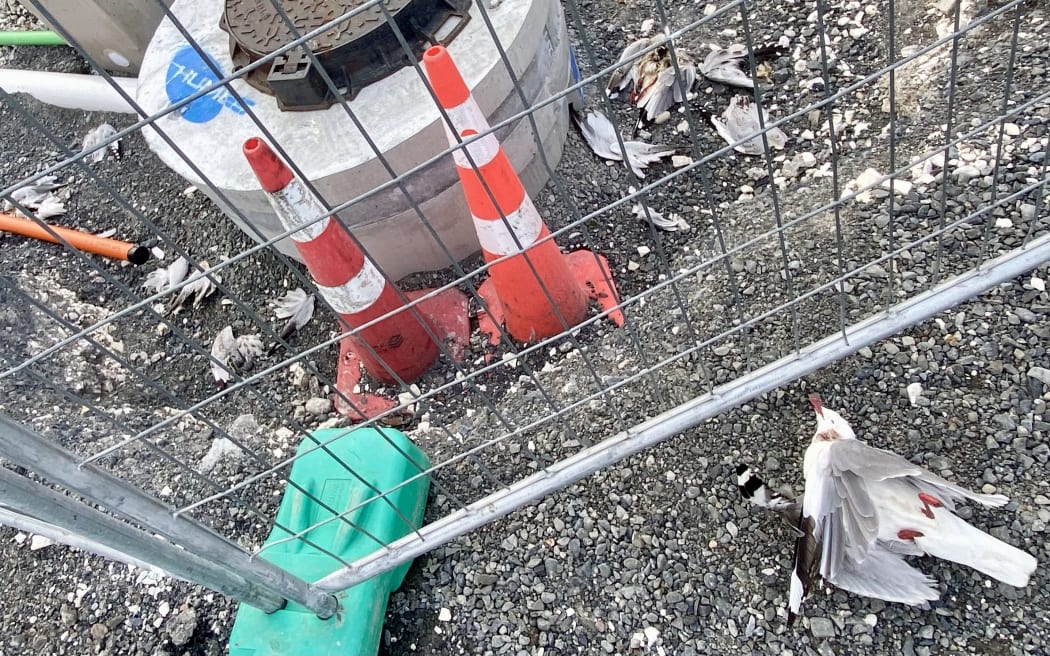 Gulls and terns that are near rocky outcrops or on the beach make an easy meal for the stray cats,  Sabrina Luecht says.