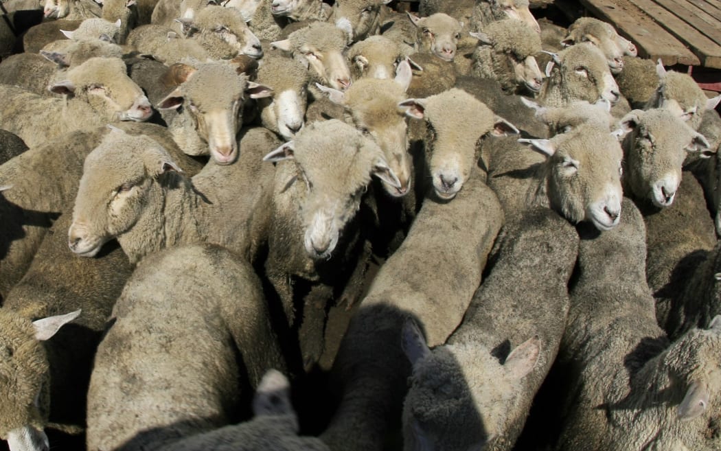 sheep shipment