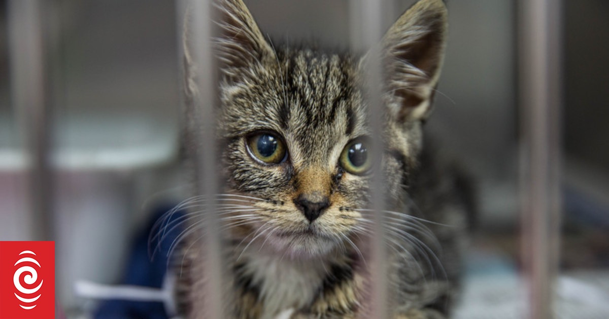 Mangere spca store