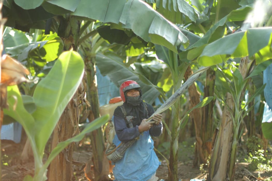 A man sprays the trees just metres away from Selda’s family home.