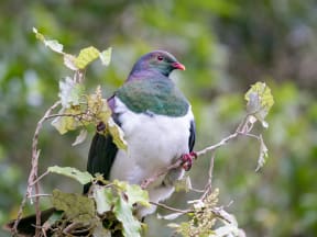 The New Zealand kererū