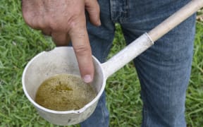 A mosquito control worker points to Aedes aegypti mosquito larvae, found at a home in Miami.