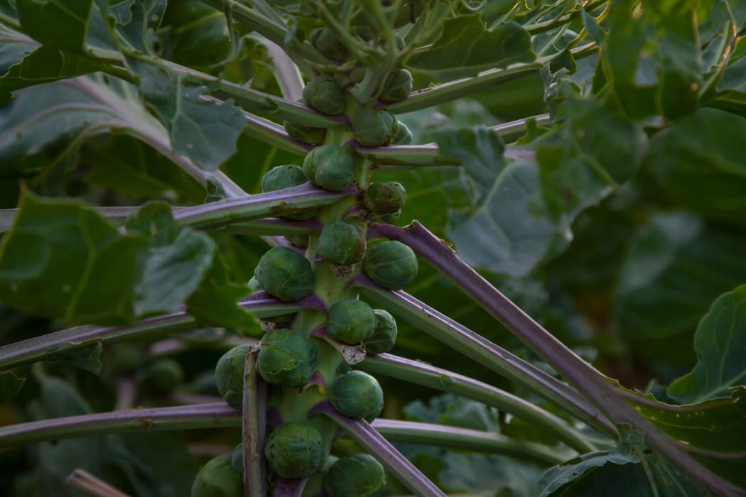 Brussels sprout plant